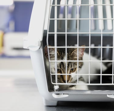 chat dans une caisse de transport