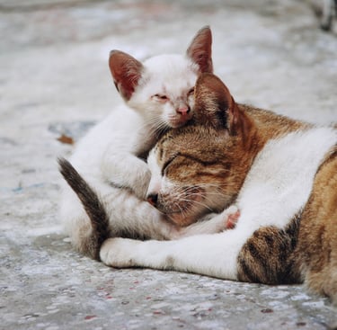 chat errant avec son chaton dans la rue