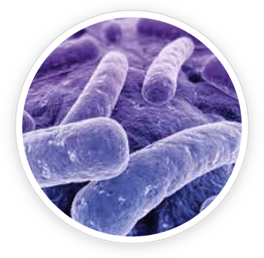 ProDentim chewable tablets designed to promote oral microbiome balance