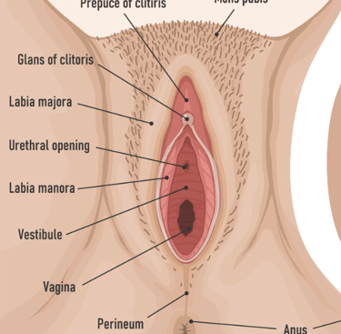 image of different parts of the vagina