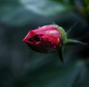 Capullo de flor roja con fondo desenfocado