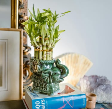 Ambientes com bambus podem trazer prosperidades!