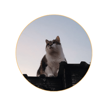 Flauschi Kater