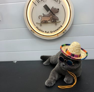 a groomed cat wearing a hat and sunglasses