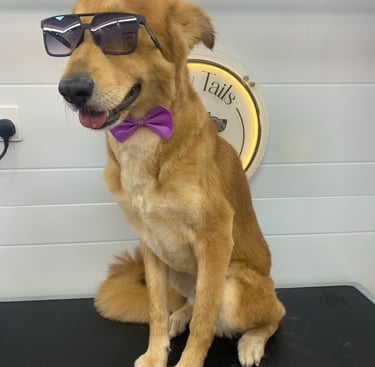 a dog wearing sunglasses and a bow tie, groomed with fluffy tails