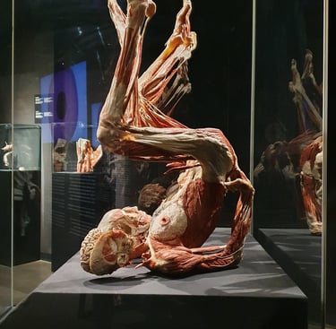 Photo d'une des pièces de l'exposition de Gunther Von Hagen