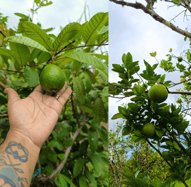 Fruit trees at the Mudhouse Museum