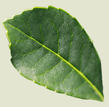 A single green serrated leaf showing detailed veins and texture on a neutral background.