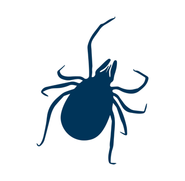 Imagen de garrrapata que ayuda a distnguir el tipo de vector al que se refiere el diagnostico