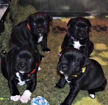 cuccioli grecalestaffs staffordshire bull terrier con pedigree Enci allevamento Sicilia Italia