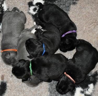 staffordshire bull terrier cuccioli nero e blu