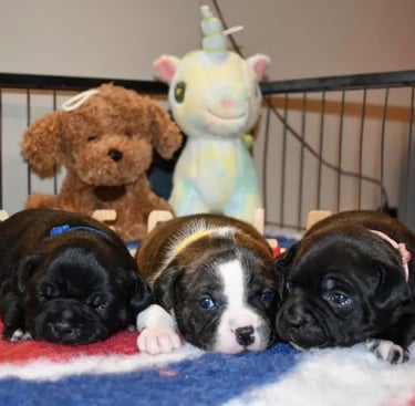 Cuccioli Staffordshire Bull Terrier 4 settimane in allevamento Grecalestaffs in Sicilia