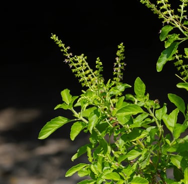 tulsi for cancer