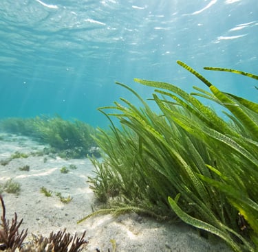 10 estratti di alghe marine