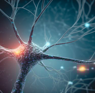 activité neuronale et plasticité