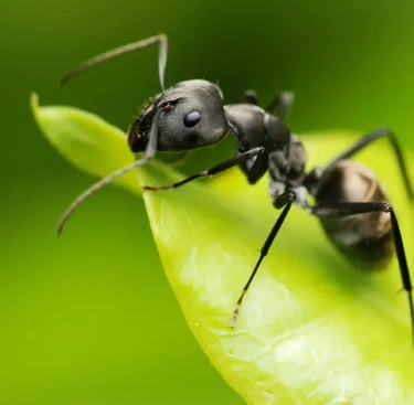 ant on a leaf black ants can cause issues in roofs left un-treated