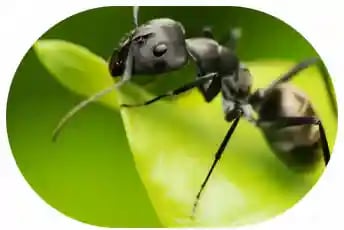 Ant control and sitting on a leaf seems so peaceful but you can pack a powerful bite seek ant contro