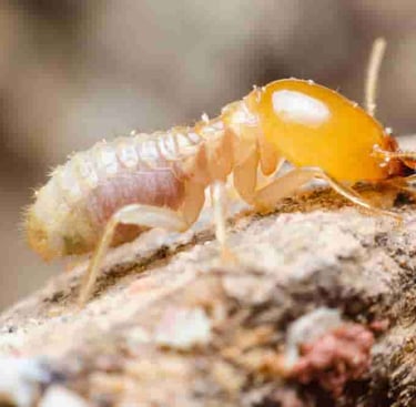 unwanted termites near your home eating your house