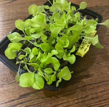 Lettuce seedlings in a black tray