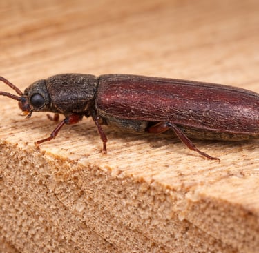 Lyctus insectes du bois 
