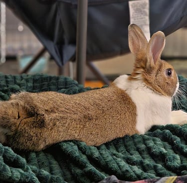 a rabbit rabbit rabbit in a blanket on a blanket