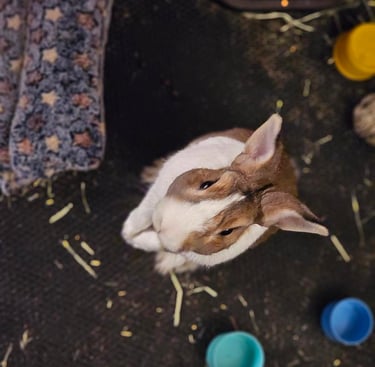 a rabbit rabbit sitting on a floor with a cat
