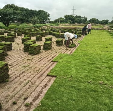 Lawn Grass Suppliers Hyderabad