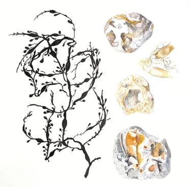 drawing in inks and graphite black seaweed tangle and stones