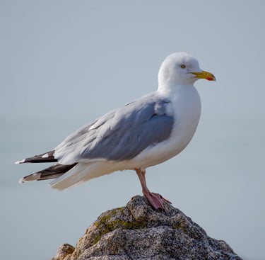 Goeland-argente