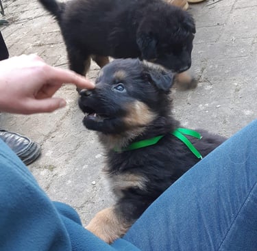 séance d’ecole du chiot en petit groupe chez activ canin à cestas