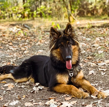 séance d’ecole du chiot en petit groupe chez activ canin à mérignac