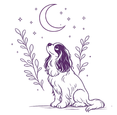 Cavalier King Charles Spaniel illustration sitting under a crescent moon and stars.