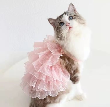 Gatita con vestido rosa