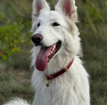 Berger Blanc Suisse