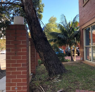 Image of a leaning tree trunk.