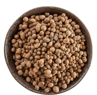 best plants for leca semi hydroponics