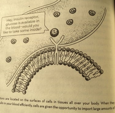 Insulin receptor is on the cell's surface.