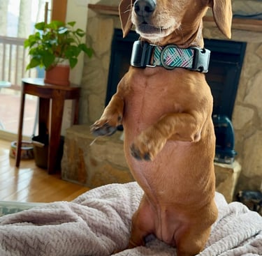 a dog is standing on its hind legs on a blanket