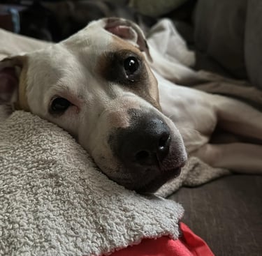 a dog laying on a blanket on a couch