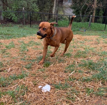 dog running with a ball in his mouth