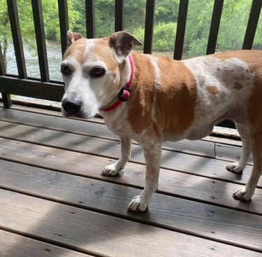 a dog standing on a deck