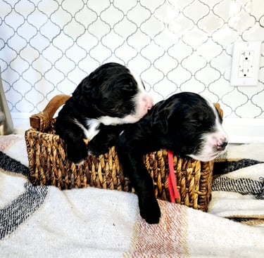 Bernedoodle puppies