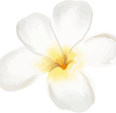 fleur-de-frangipanier