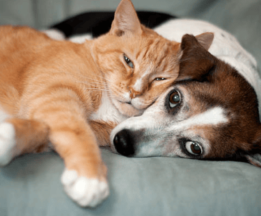 chat et chien formation communication animale 44