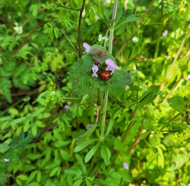  coccinelle sur lamer pourpre Féminin transformation spiritualité