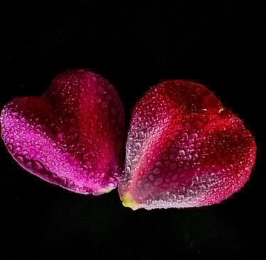 rose symbole amour carpe diem
