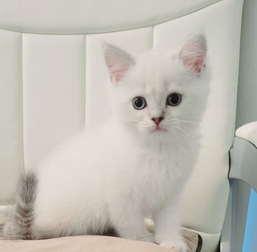British Shorthair cat care www.prettybrity.com