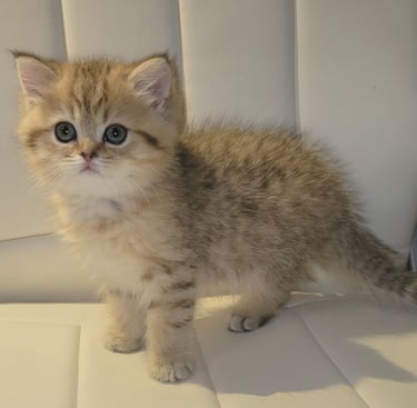 British Shorthair personality www.prettybrity.com