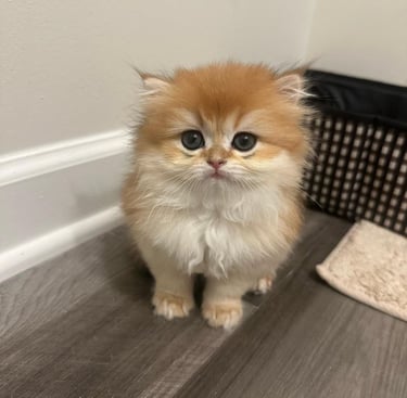 British Shorthair breeder USA www.prettybrity.com