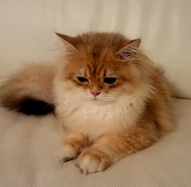 British Shorthair lifespan www.prettybrity.com